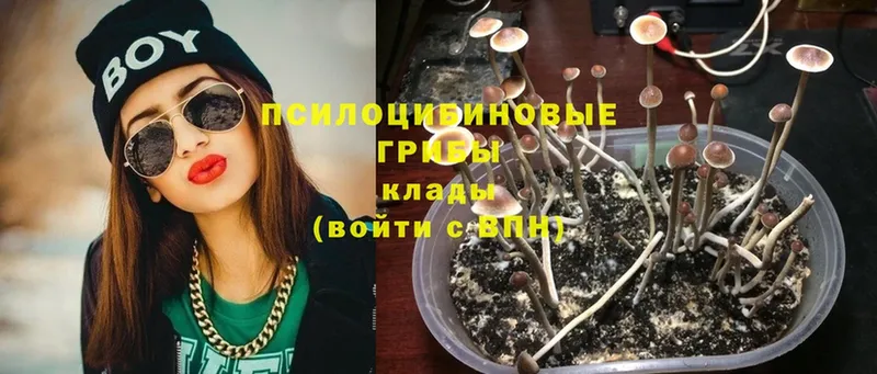 Псилоцибиновые грибы Magic Shrooms  что такое наркотик  Новомичуринск 